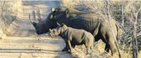 Rhino - Sabi Sand